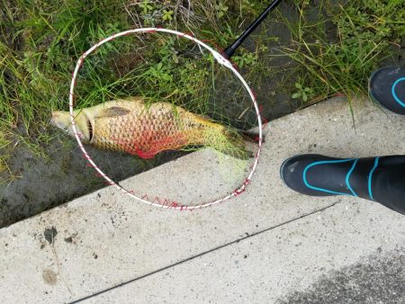 和田川への釣行