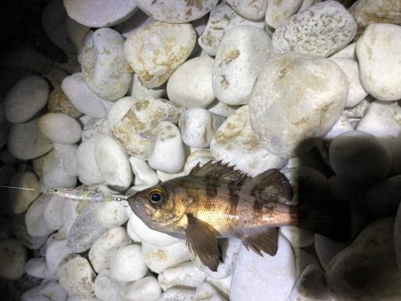 今季最初のメバリン