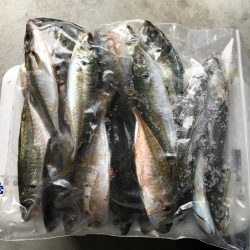 アジング釣行記