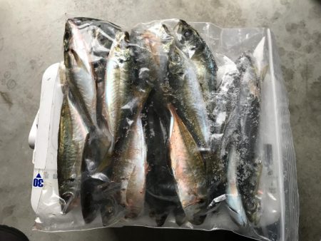 アジング釣行記