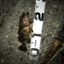 メバルはどこに