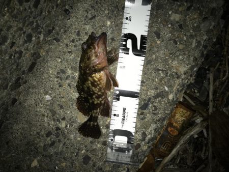 メバルはどこに