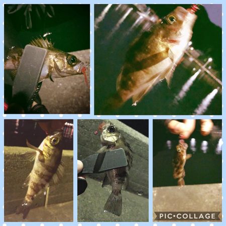 ★メバリング★