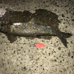 40センチセイゴ