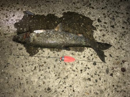 40センチセイゴ