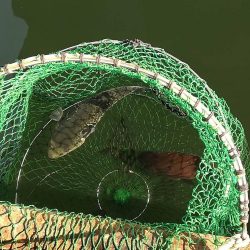 18/01/20 釣堀田尻　サンクス　Ａ筏　釣行