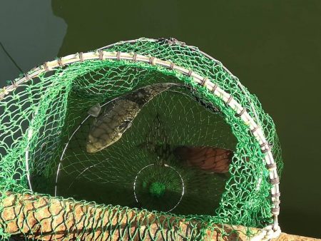 18/01/20 釣堀田尻　サンクス　Ａ筏　釣行