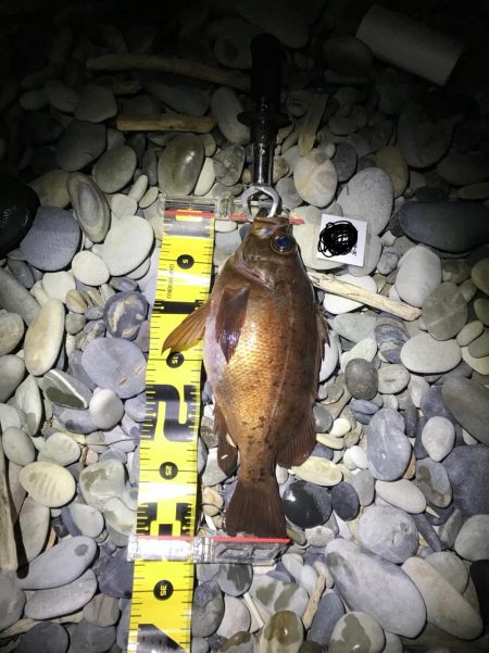 竿始めで尺メバル！