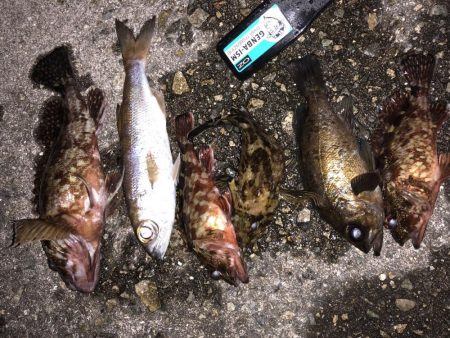 マゴバチのレッドグリゲッター間違いないです…