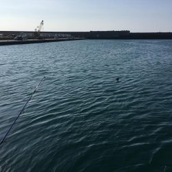 釣れるといいなぁ！！アコウッ！！！