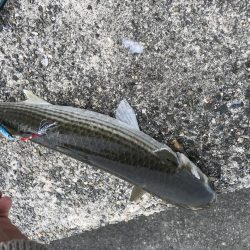 河口にメタルジグ投入！