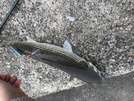 河口にメタルジグ投入！