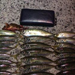 アジ絶好調です(*⌒▽⌒*)