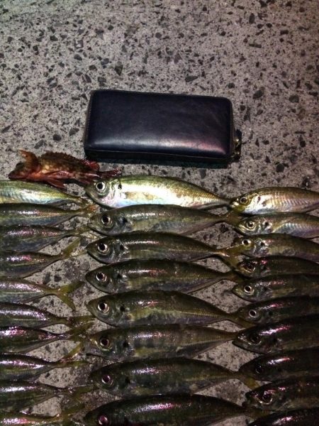 アジ絶好調です(*⌒▽⌒*)