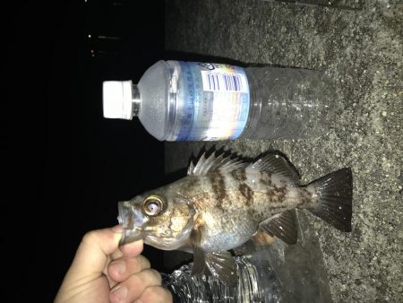 過去最高のメバリング