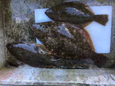 ヒラメ 3枚