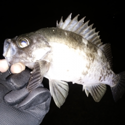 尺クラスが掛るも…