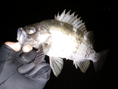 尺クラスが掛るも…