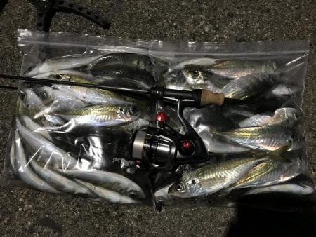 アジング釣行記