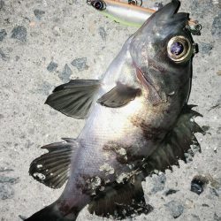 今宵もロリハンター