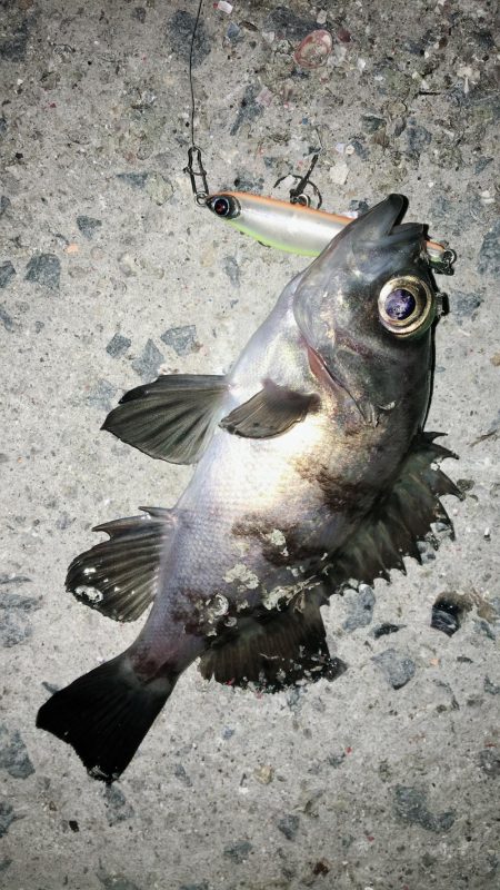 今宵もロリハンター