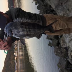 絶品！古座川の青のりチヌ