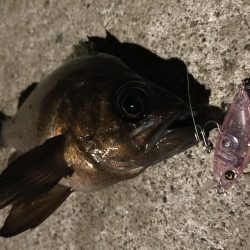 アワカンでメバリング