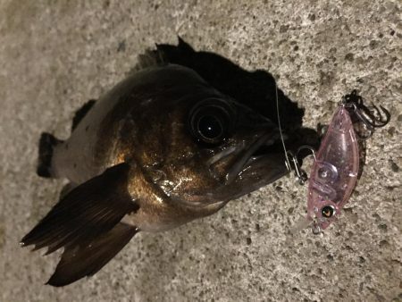 アワカンでメバリング