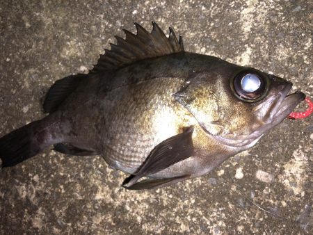 極寒のライトゲーム！！