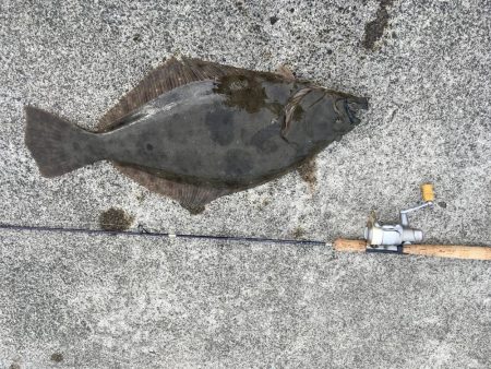 漁港でヒラメ！