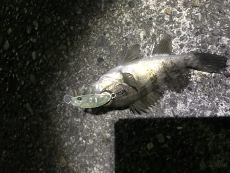 釣り初めはメバル