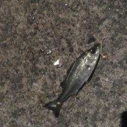 津田港周辺でナイトゲーム