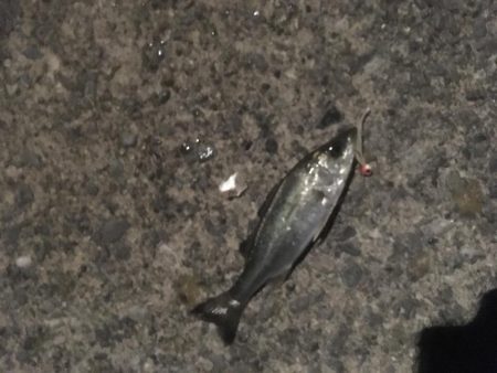 津田港周辺でナイトゲーム