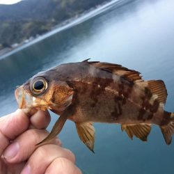 ガシングです！