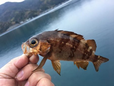 ガシングです！