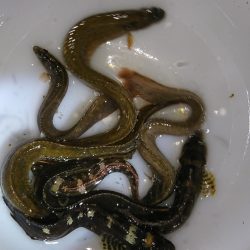 初釣りは、穴釣り。