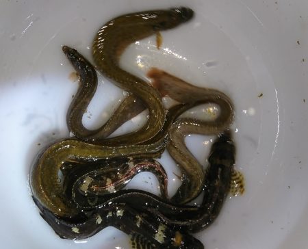 初釣りは、穴釣り。