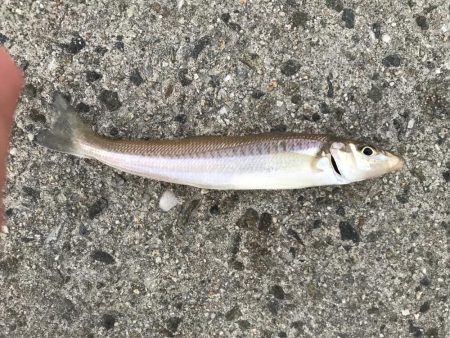 9目釣り釣り始め