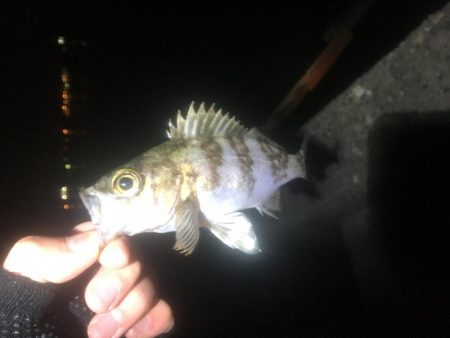 漁港にいる猫って