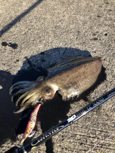 今年初獲物はモンゴウイカ