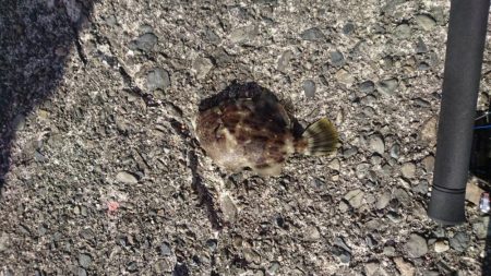 海のスプリンターを狙って