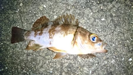 メバリングで。