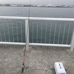 カワハギ デカ！