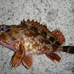 激渋でしたが、マイクロワインドでヒット