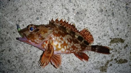 激渋でしたが、マイクロワインドでヒット