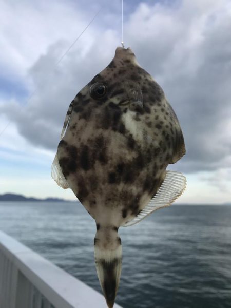 カワハギ釣り