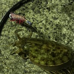 コウイカ、タコ、アイゴ