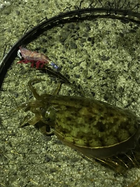 コウイカ、タコ、アイゴ