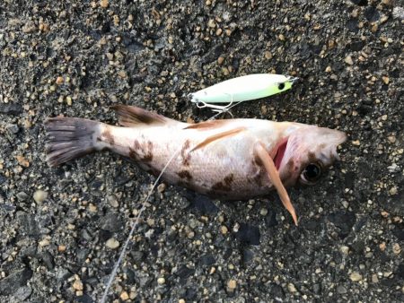 1時間限定メバリング