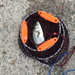 ハネ厳しいです。